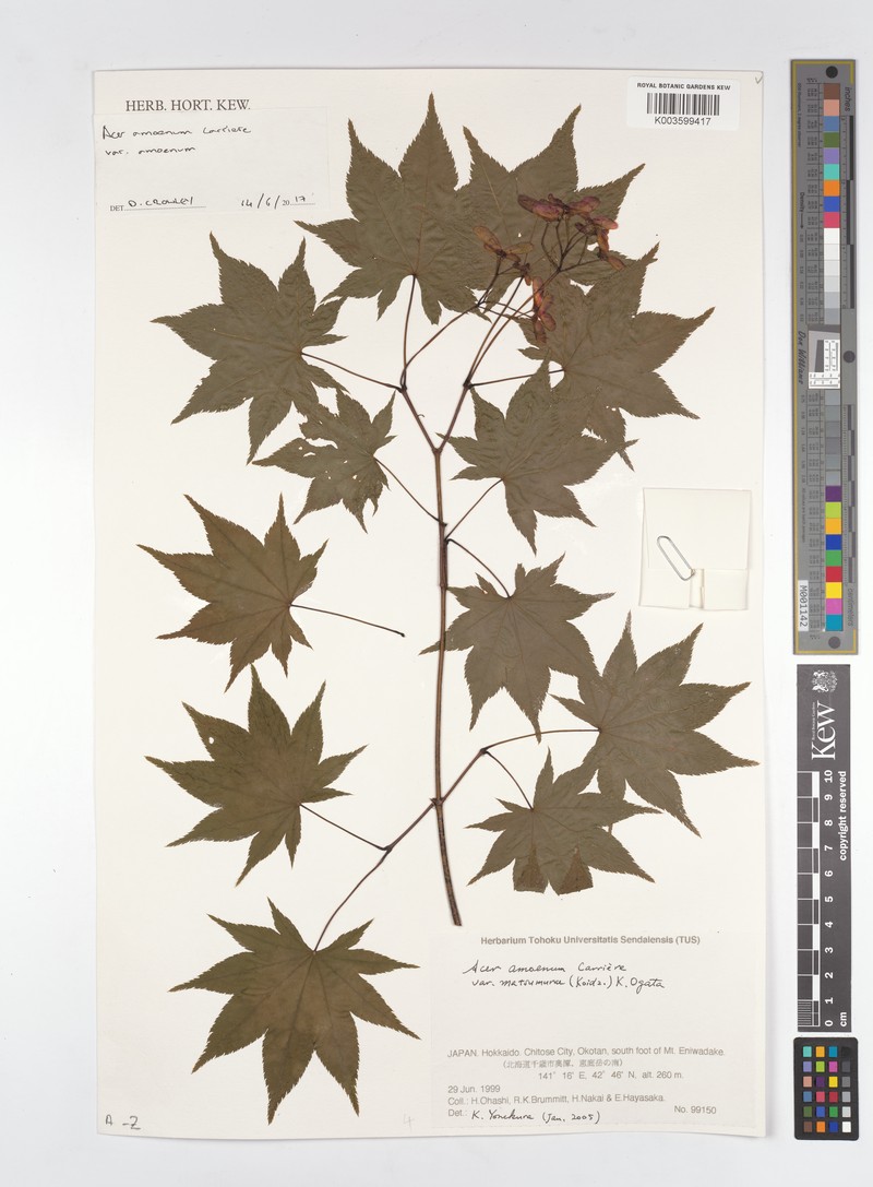 Acer paihengii photo 5