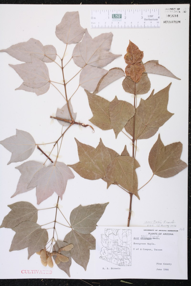 Acer paihengii photo 6