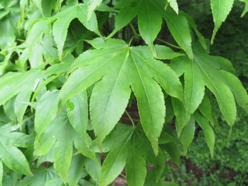 Japanese Maple photo 7