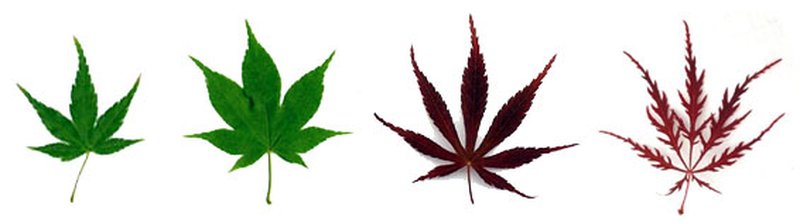 Japanese Maple photo 2