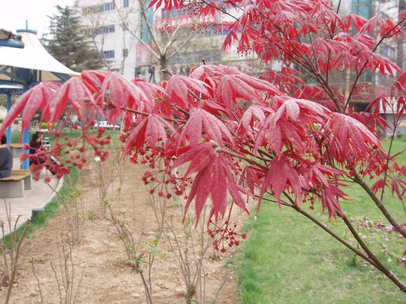 Japanese Maple photo 3