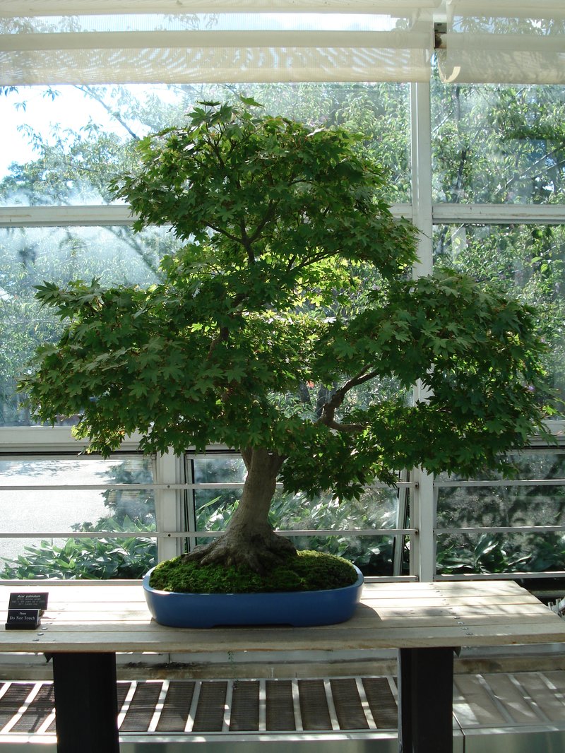 Japanese Maple photo 4