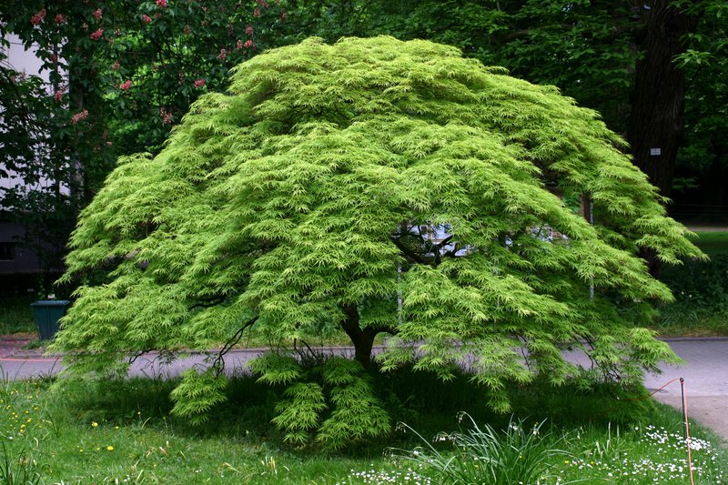 Japanese Maple photo 5
