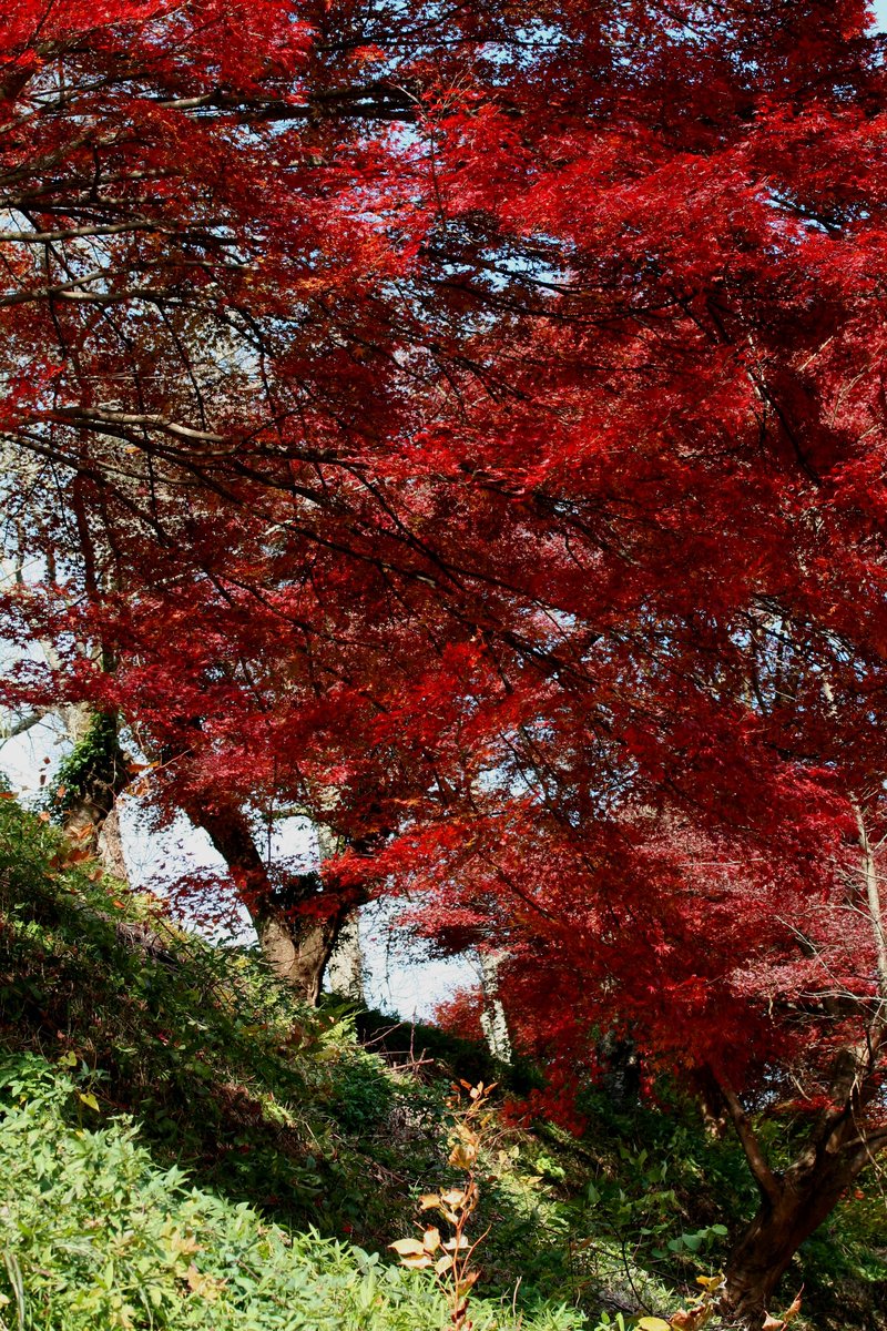 Japanese Maple photo 6