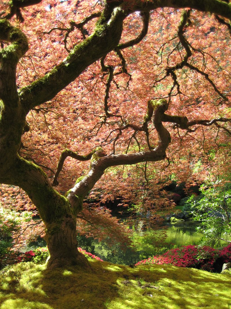 Japanese Maple photo 7