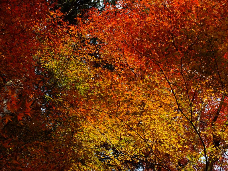 Japanese Maple photo 8