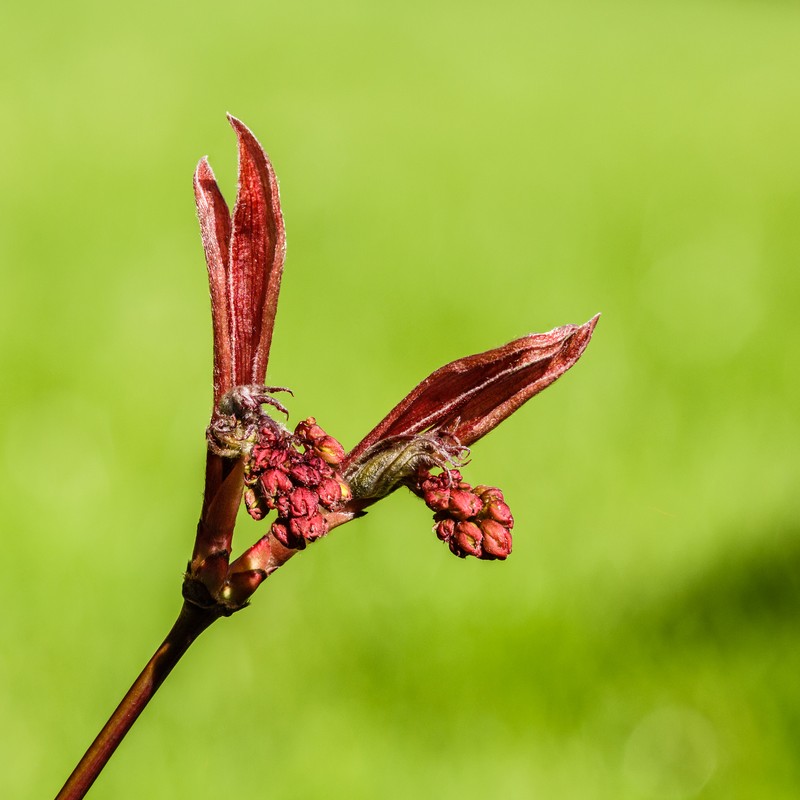 Japanese Maple photo 2