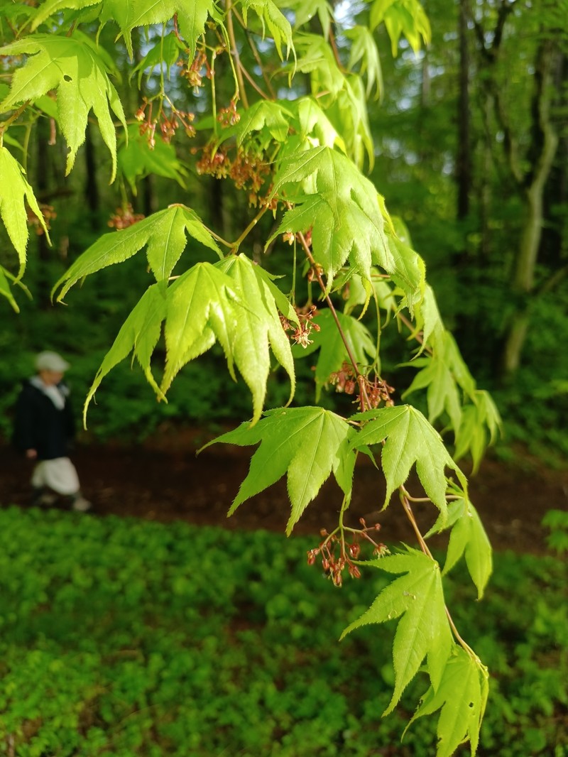 Acer palmatum subsp. amoenum