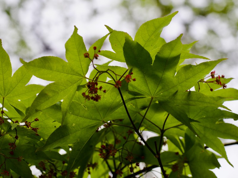 Acer palmatum subsp. amoenum photo 2