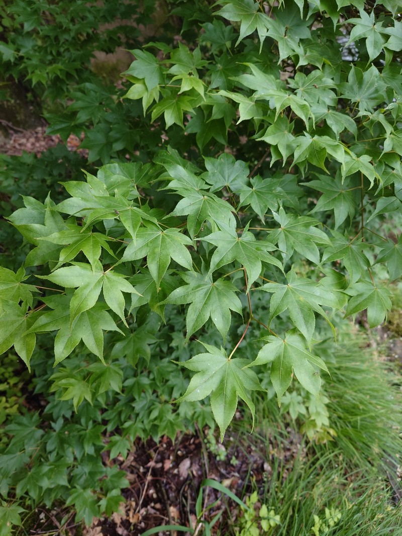 Acer palmatum subsp. amoenum photo 3