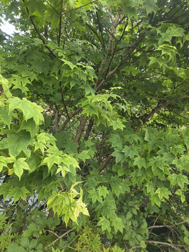 Acer palmatum subsp. amoenum photo 4