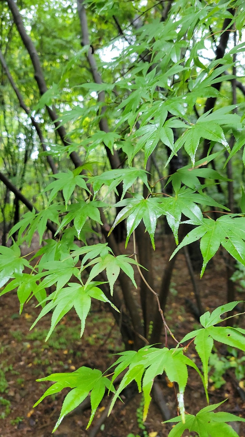 Acer palmatum subsp. amoenum photo 5
