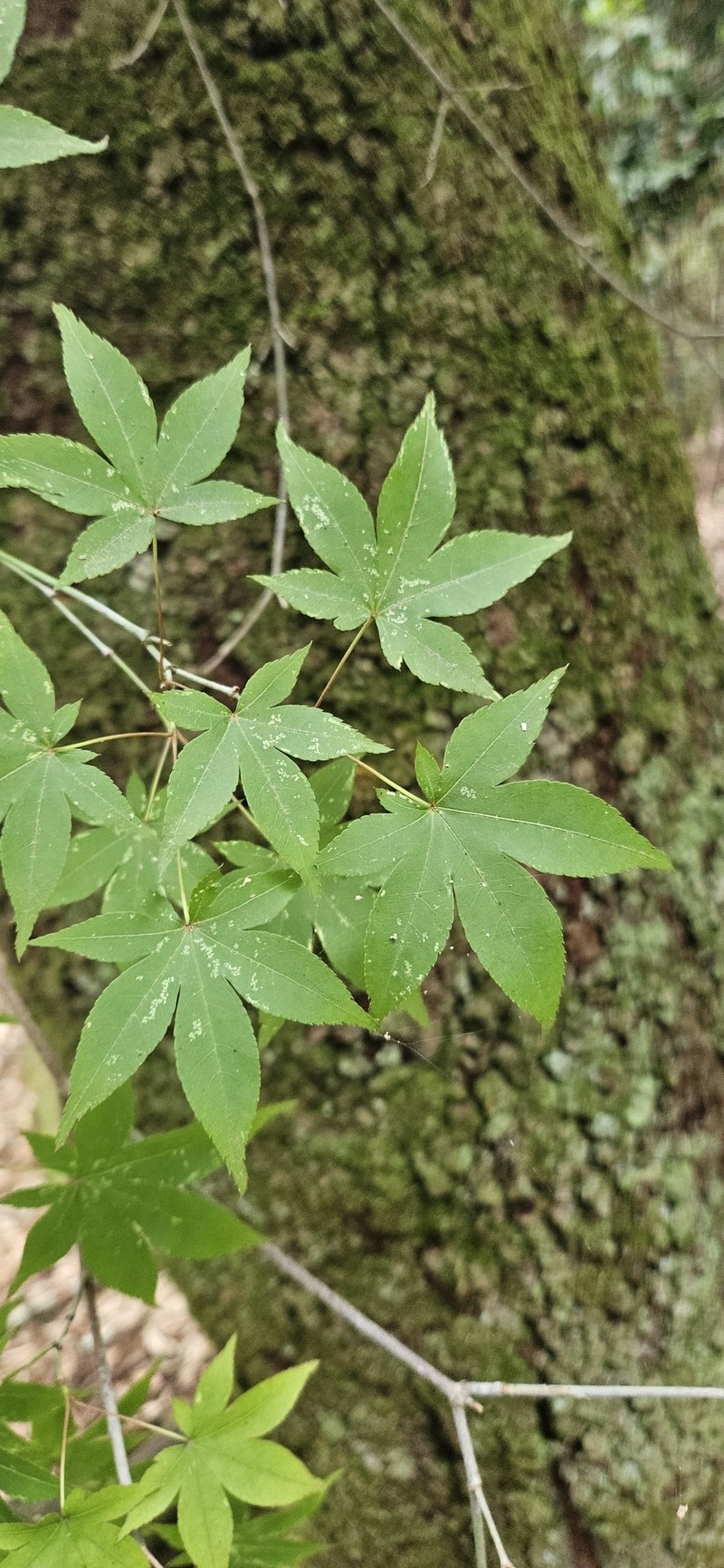Acer palmatum subsp. amoenum photo 6