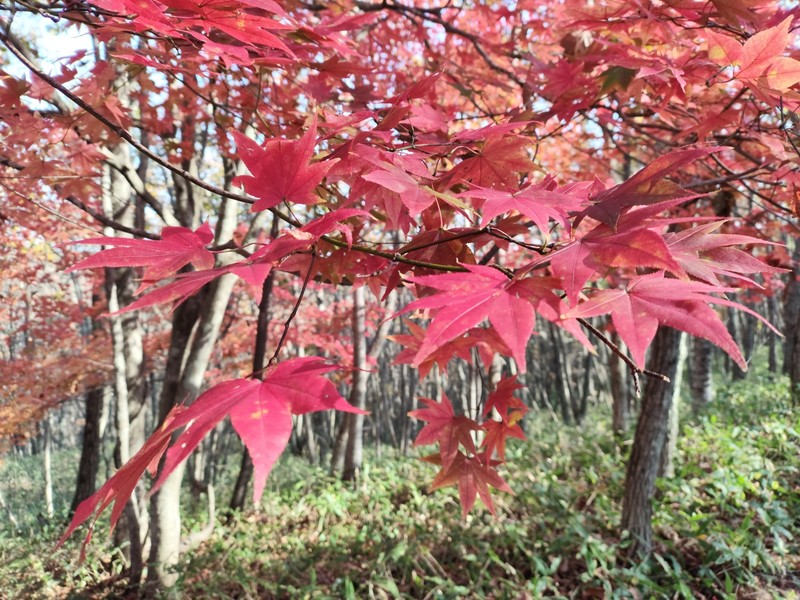 Acer palmatum subsp. amoenum photo 7