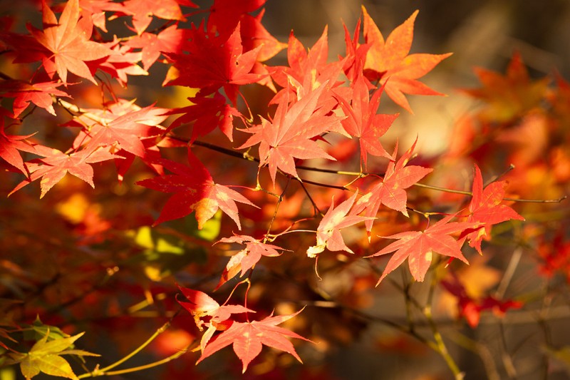 Acer palmatum subsp. amoenum photo 8