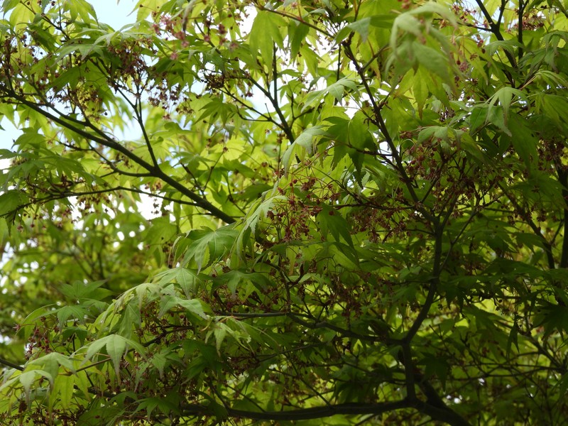 Acer palmatum subsp. matsumurae