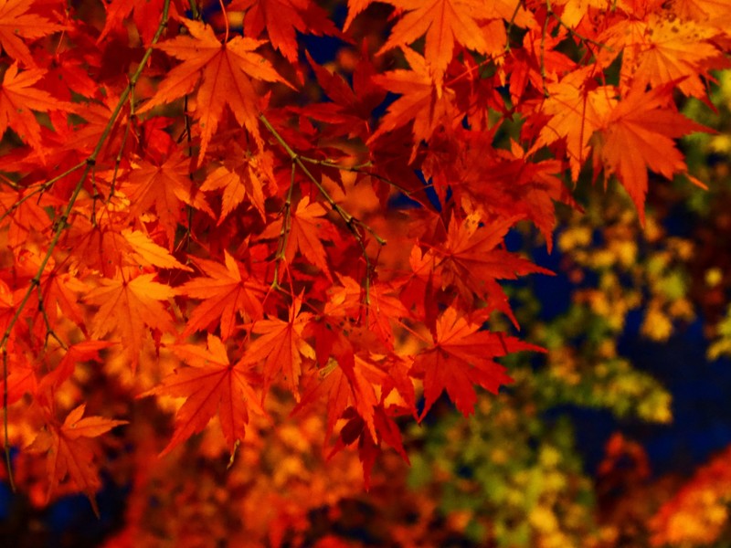 Acer palmatum subsp. matsumurae photo 2
