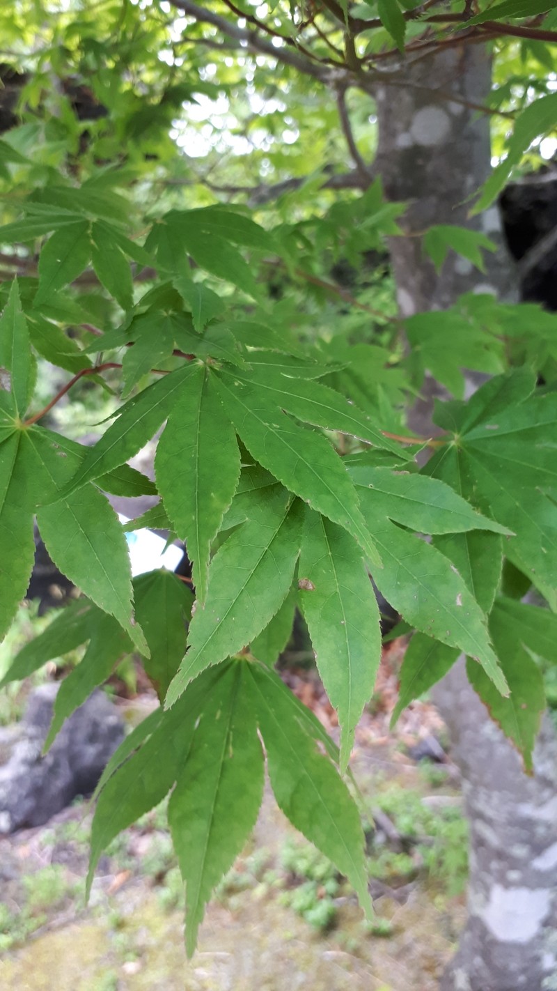 Acer palmatum subsp. matsumurae photo 3