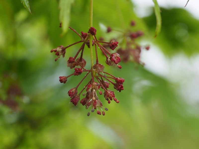 Acer palmatum subsp. matsumurae photo 4