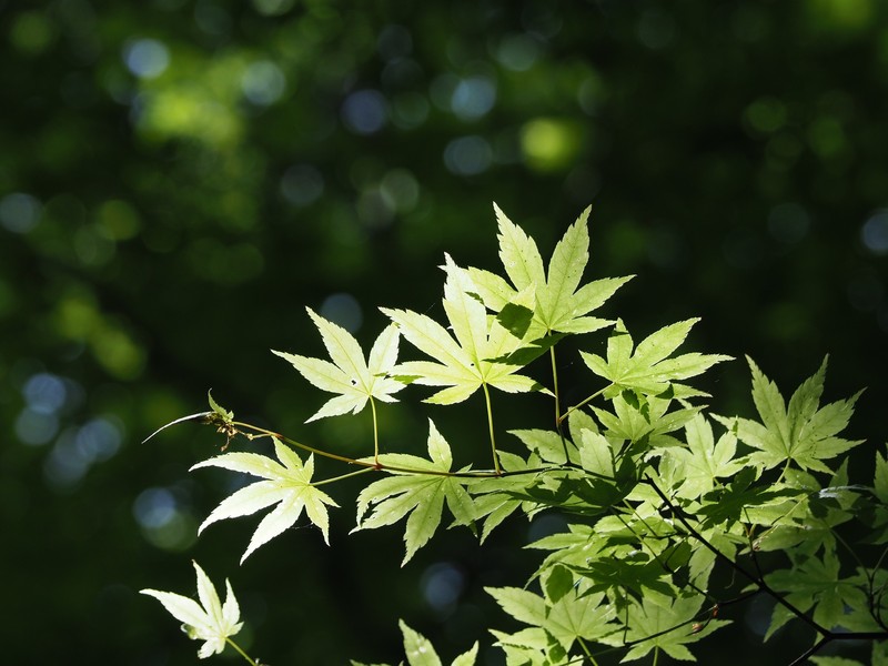 Acer palmatum subsp. matsumurae photo 5