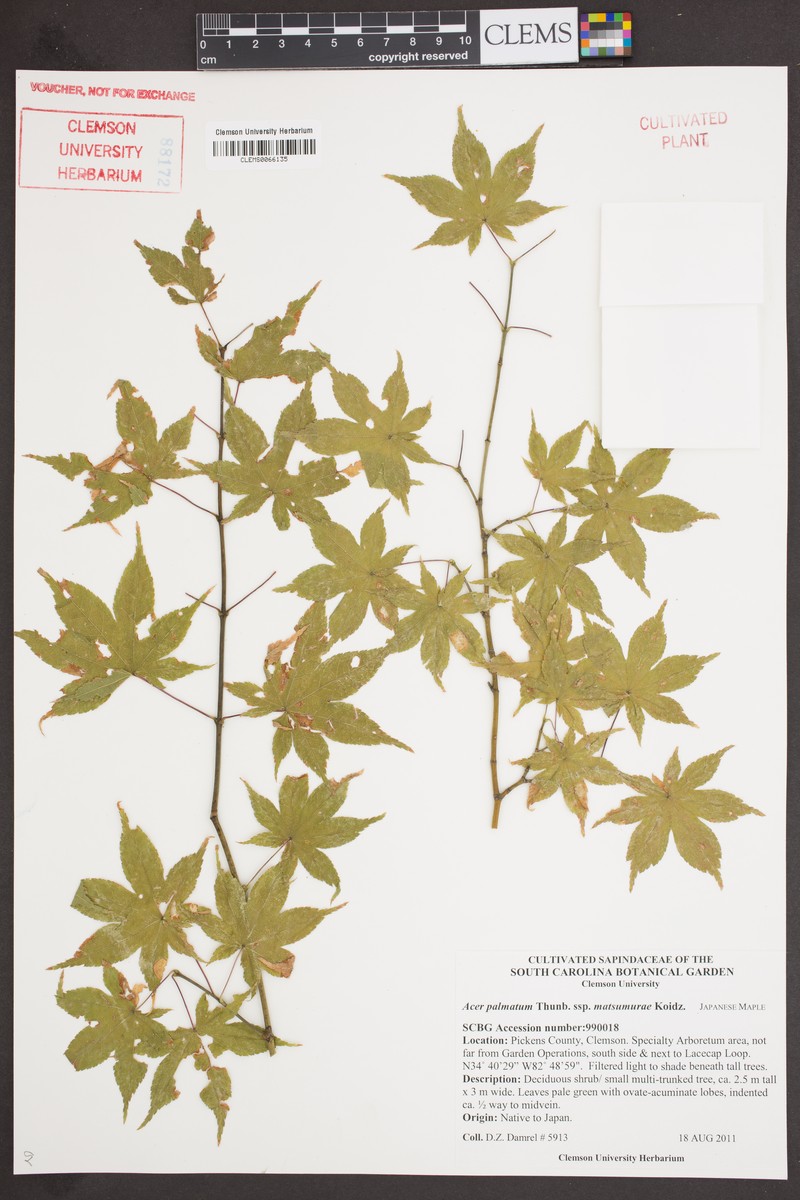 Acer palmatum subsp. matsumurae photo 6