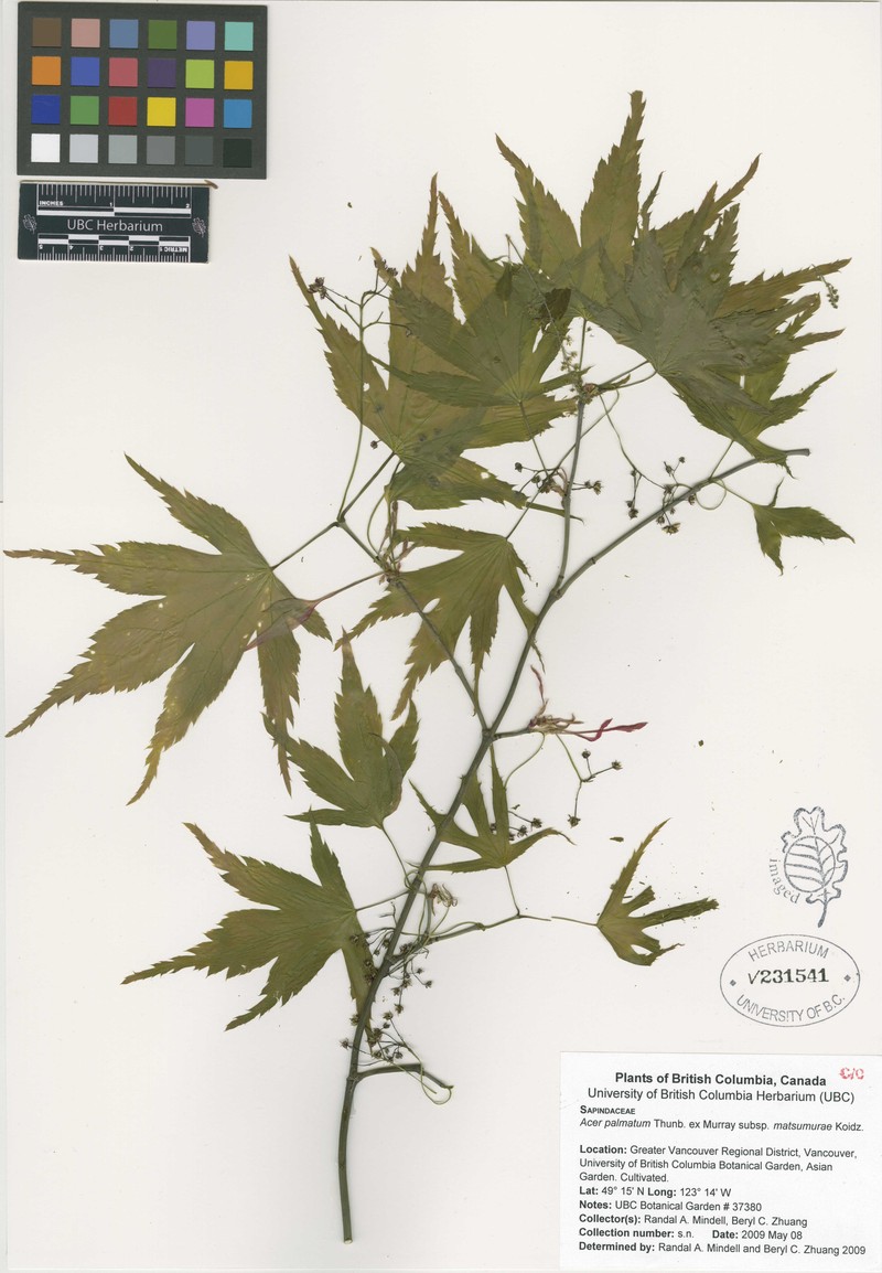 Acer palmatum subsp. matsumurae photo 7