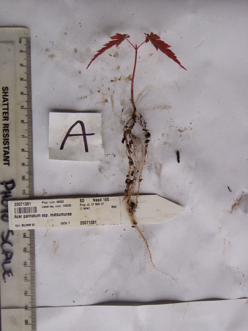 Acer palmatum subsp. matsumurae photo 8