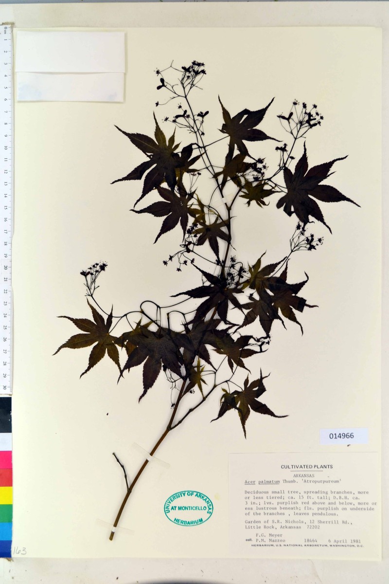Acer palmatum subsp. palmatum photo 2