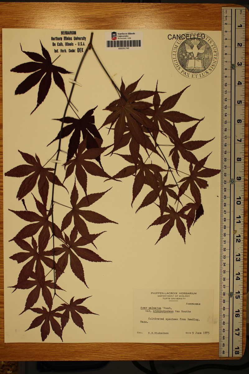 Acer palmatum subsp. palmatum photo 3