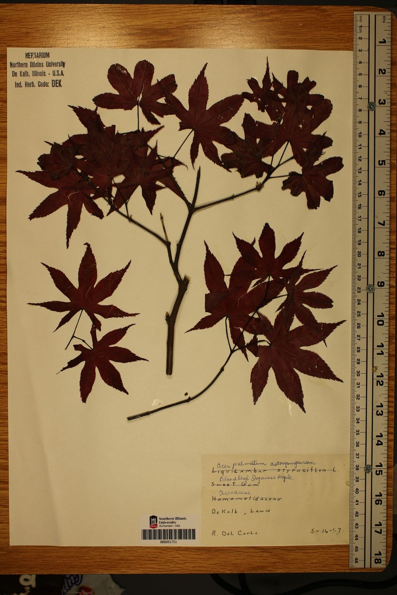 Acer palmatum subsp. palmatum photo 4