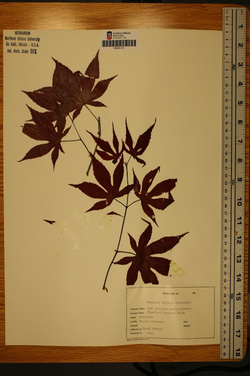 Acer palmatum subsp. palmatum photo 5