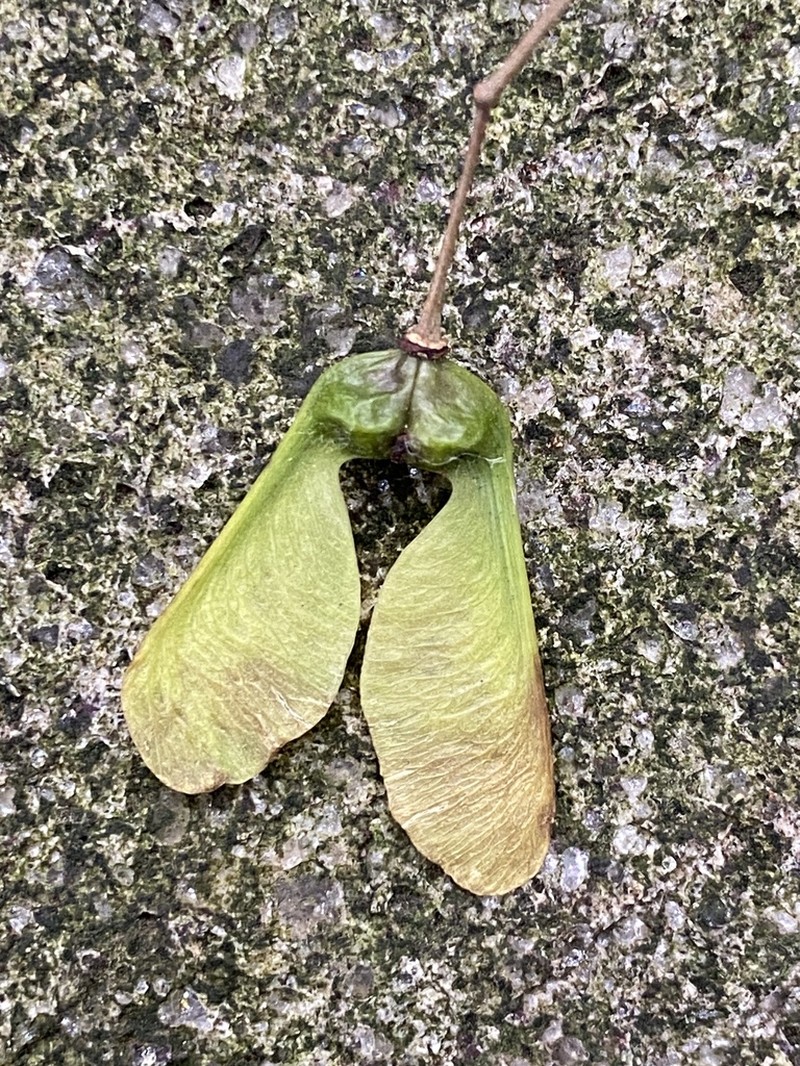 Acer pauciflorum photo 4