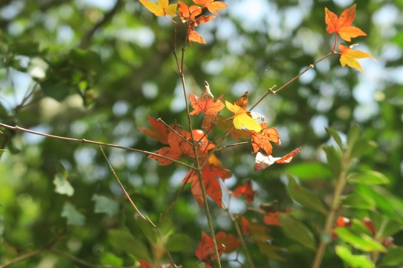 Acer pauciflorum photo 5