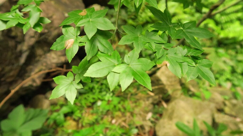 Acer pauciflorum photo 6