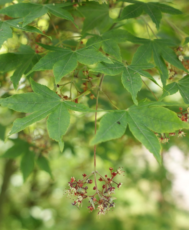 Acer pauciflorum