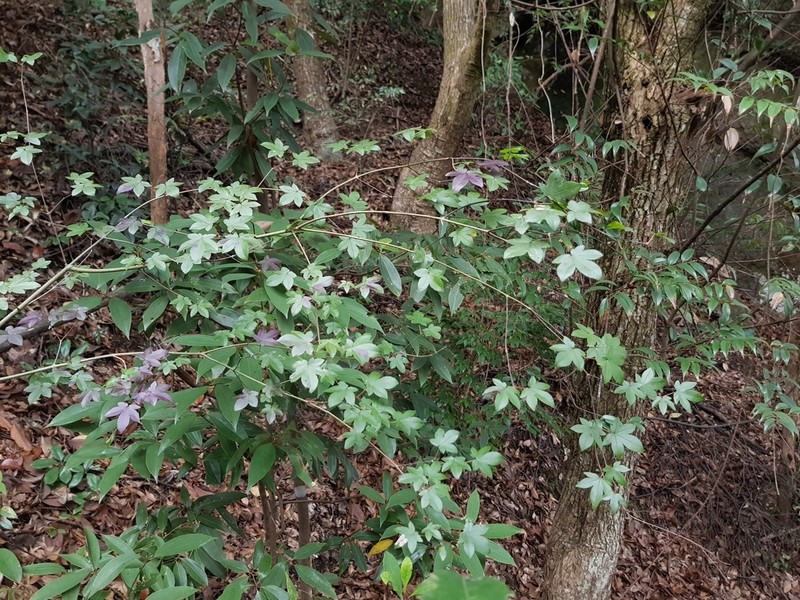 Acer pauciflorum photo 2