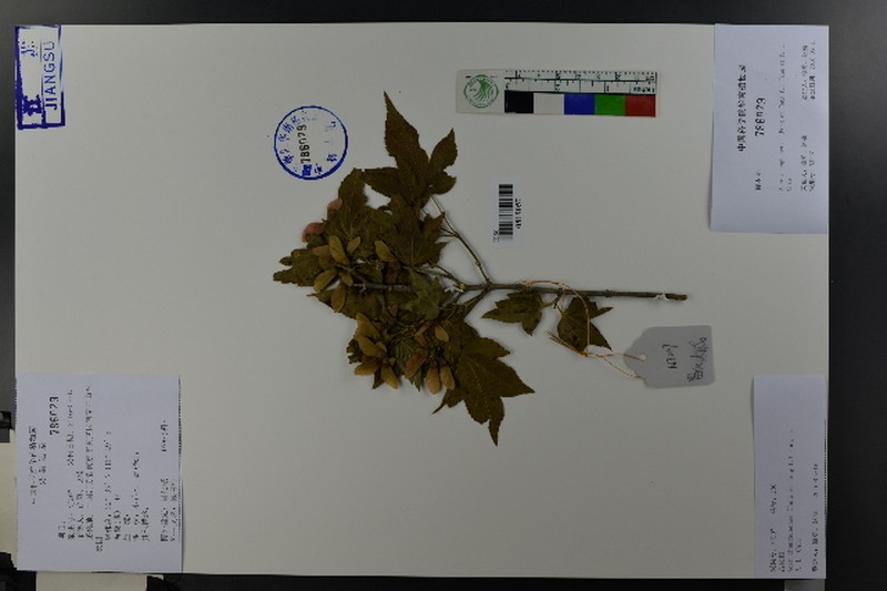 Acer pauciflorum photo 3