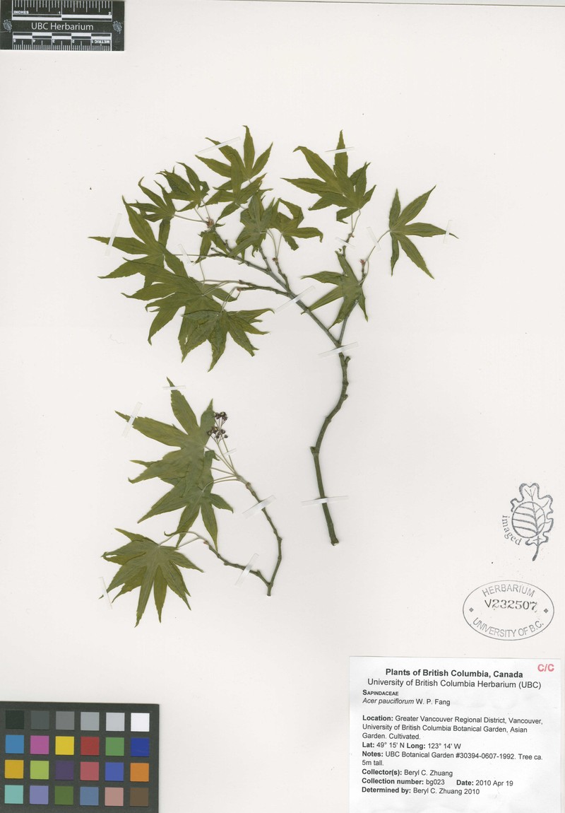 Acer pauciflorum photo 4
