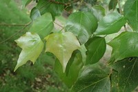 Acer paxii