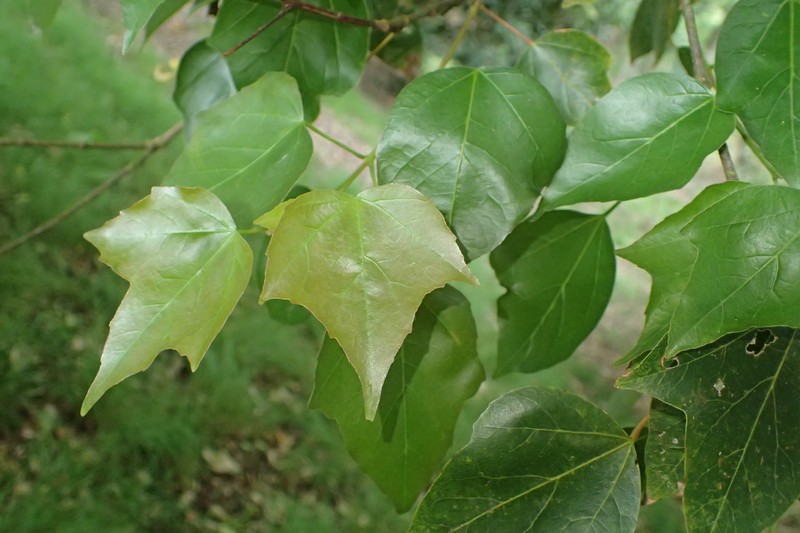 Acer paxii