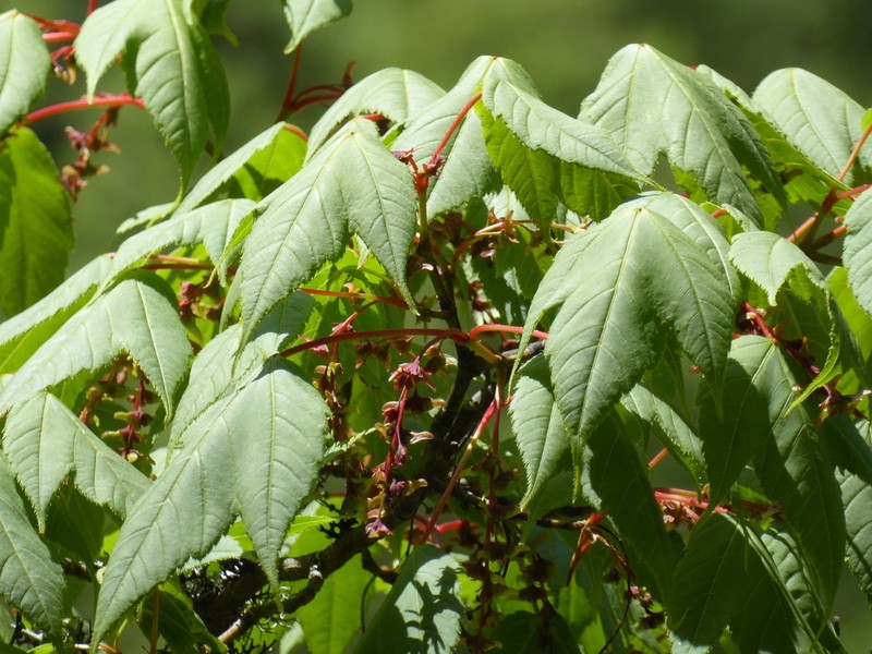 Acer pectinatum photo 2