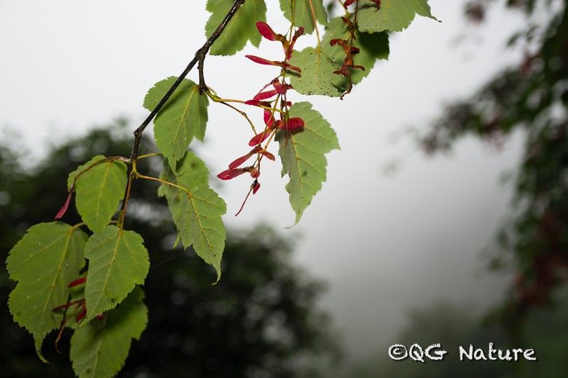 Acer pectinatum photo 4