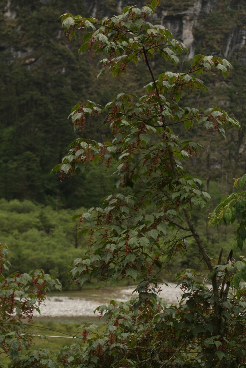 Acer pectinatum photo 5