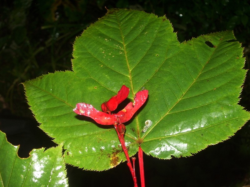 Acer pectinatum photo 6