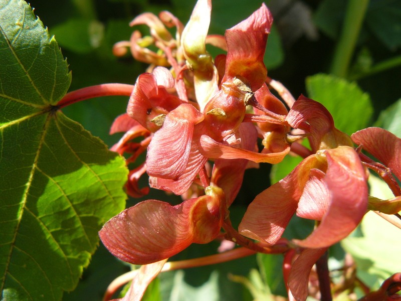 Acer pectinatum photo 7