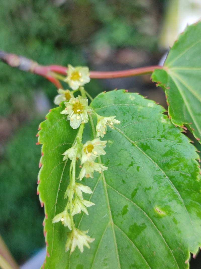 Acer pectinatum subsp. taronense photo 5
