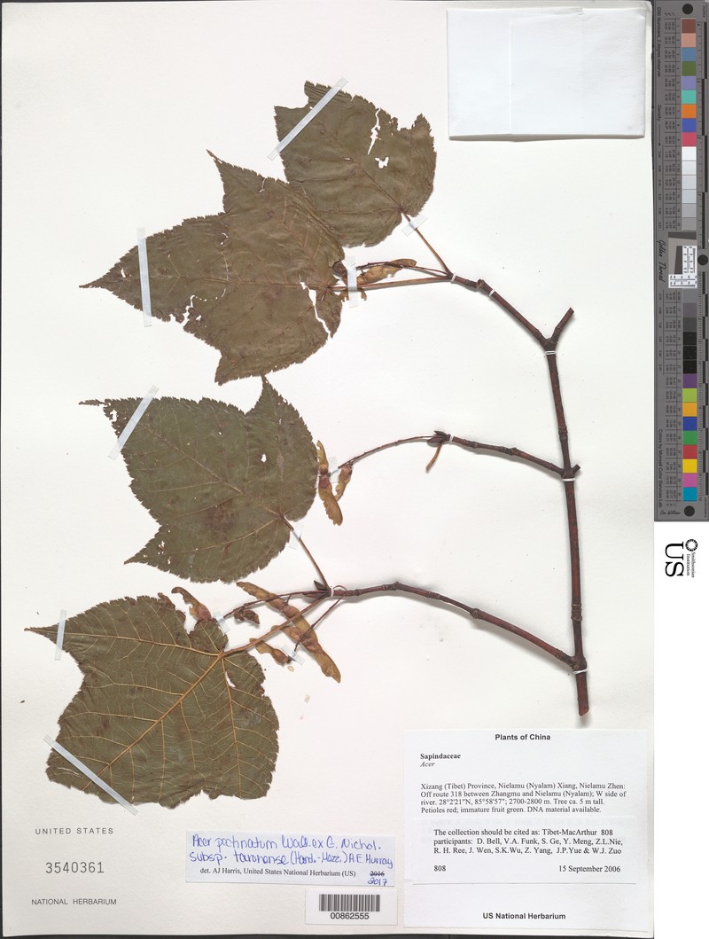 Acer pectinatum subsp. taronense photo 6