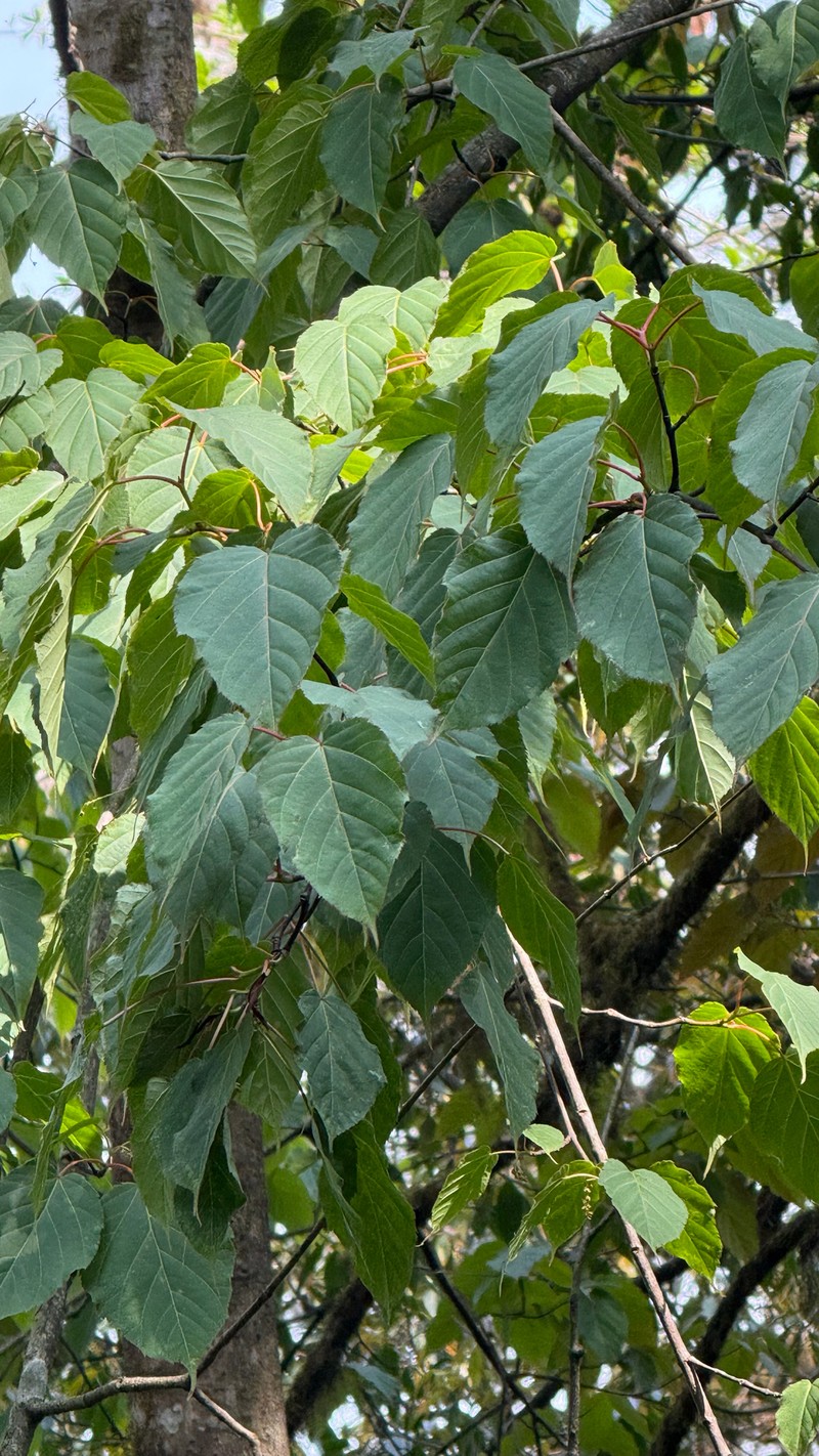 Acer pectinatum subsp. taronense