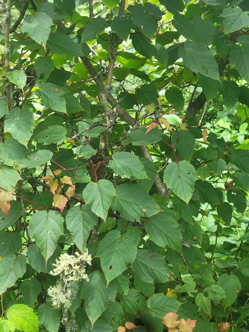 Acer pectinatum subsp. taronense photo 2
