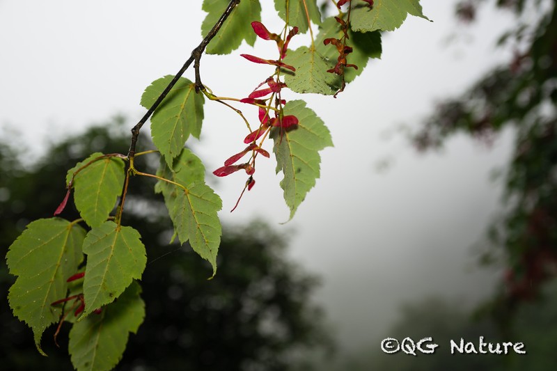 Acer pectinatum subsp. taronense photo 3